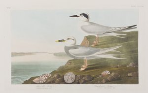 Illustrasjon fra 'Birds of America' av John James Audubon