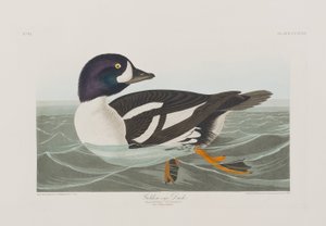 Illustrasjon fra 'Birds of America' av John James Audubon