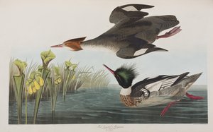 Illustrasjon fra 'Birds of America' av John James Audubon