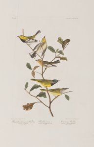 Illustrasjon fra 'Birds of America' av John James Audubon