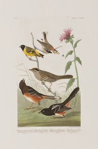 Illustrasjon fra 'Birds of America' av John James Audubon