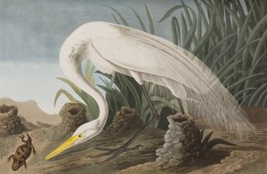 Illustrasjon fra 'Birds of America' av John James Audubon