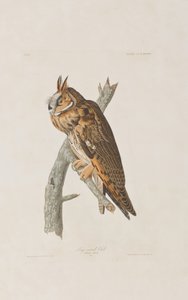 Illustrasjon fra 'Birds of America' av John James Audubon