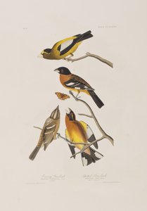 Illustrasjon fra 'Birds of America' av John James Audubon