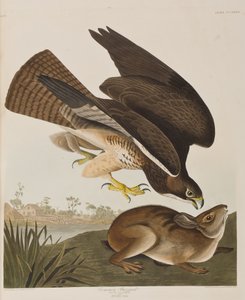 Illustrasjon fra 'Birds of America' av John James Audubon