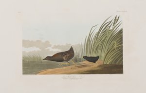 Illustrasjon fra 'Birds of America' av John James Audubon