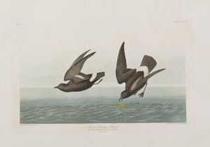 Illustrasjon fra 'Birds of America' av John James Audubon