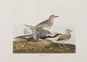 Illustrasjon fra 'Birds of America' av John James Audubon