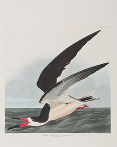 Illustrasjon fra 'Birds of America' av John James Audubon
