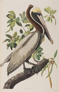 Illustrasjon fra 'Birds of America' av John James Audubon