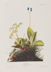 Illustrasjon fra 'Birds of America' av John James Audubon