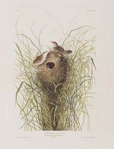 Illustrasjon fra 'Birds of America' av John James Audubon