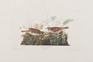 Illustrasjon fra 'Birds of America' av John James Audubon