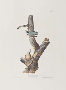 Illustrasjon fra 'Birds of America' av John James Audubon