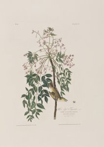 Illustrasjon fra 'Birds of America' av John James Audubon