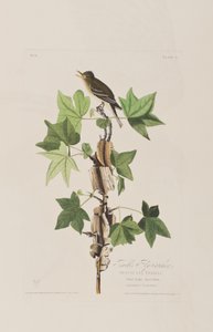 Illustrasjon fra 'Birds of America' av John James Audubon