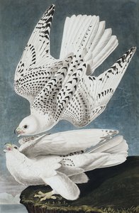Jer eller Island Falcon, Falco Islandicus, , fra "The Birds of America" av John J. Audubon, pub. 1827-38 av John James Audubon