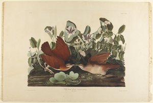  av John James Audubon