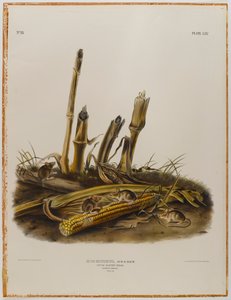 Liten høstmus av John James Audubon