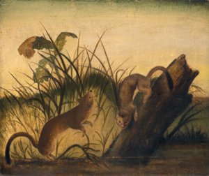 Langhalet weasel, ca. 1845. av John James Audubon