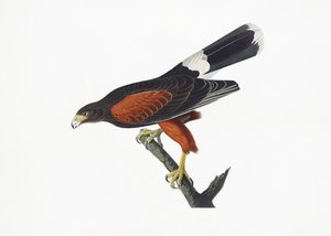 Louisiana-hauk fra *Birds of America* (1827) av John James Audubon