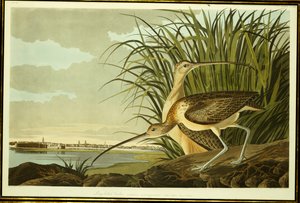 Hann og hunn langnebbet curlew av John James Audubon