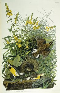 Englerke, 1832 av John James Audubon