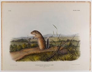 Meksikansk murmeldyrekorn av John James Audubon