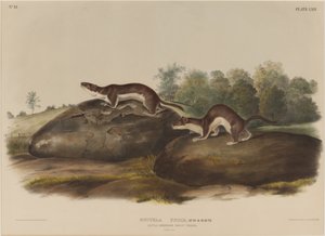 Weasel Shadows av John James Audubon