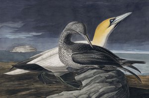 Northern Gannet, Morus Bassanus, fra "The Birds of America" av John J. Audubon, pub. 1827-38 av John James Audubon