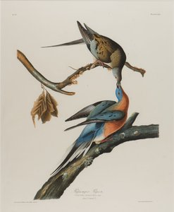 Passasjerdue, 1827-1838 (wc på papir) av John James Audubon