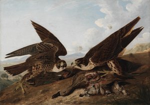 Vandrefalker av John James Audubon