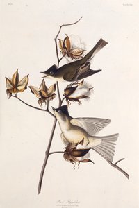 Pewit Fluesnapper. Fra The Birds of America, 1827-1838. av John James Audubon