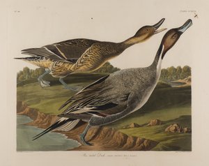 Pin Tailed Duck, 1834 (wc på papir) av John James Audubon