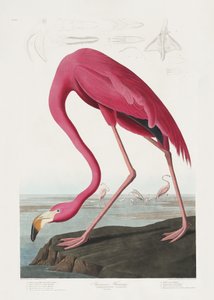 Rosa flamingo fra *Birds of America* (1827) av John James Audubon