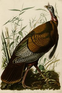 Plate 1 av Birds of America som viser Wild Tyrkia. av John James Audubon