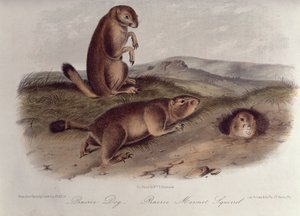 Prairie Dog fra 