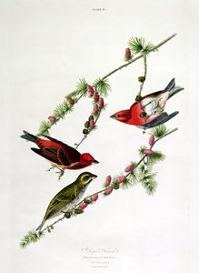 Purple Finch, fra 