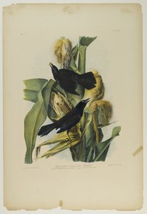 Purple Grackle eller Common Crow Blackbird, trykt av Julien Bien og utgitt av Roe Lockwood & Son, 1861 (kromolitografi) av John James Audubon
