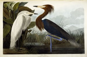 Lilla hegre, ca. 1835 av John James Audubon
