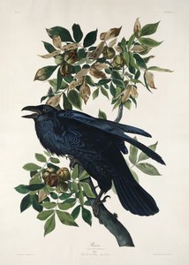Ravn fra *Birds of America* (1827) av John James Audubon