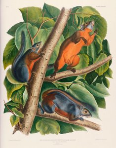 Rødbuget ekorn av John James Audubon