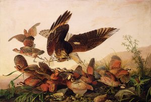 Rødskuldret hauk som angriper Bobwhite Partridges, 1827 av John James Audubon