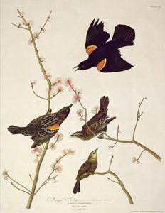 Rødvinget stær, fra 'Birds of America', gravert av Robert Havell (1793-1878) publisert 1820 av John James Audubon