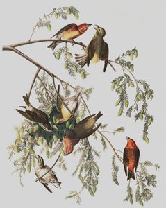 Red Crossbill, Loxia Curvirostra, fra "The Birds of America" av John J. Audubon, pub. 1827-38 av John James Audubon