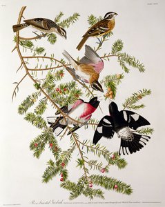 Rose-breasted Grosbeak, fra 