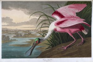 Roseate skjestork. Voksen hann av John James Audubon