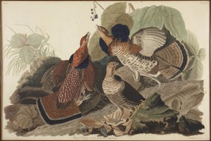 Kravehøne av John James Audubon