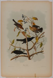 Rusten grackle av John James Audubon