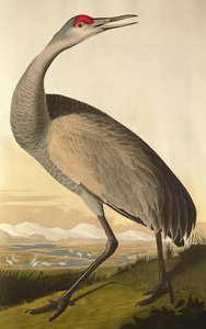 Sandhill Crane, fra 